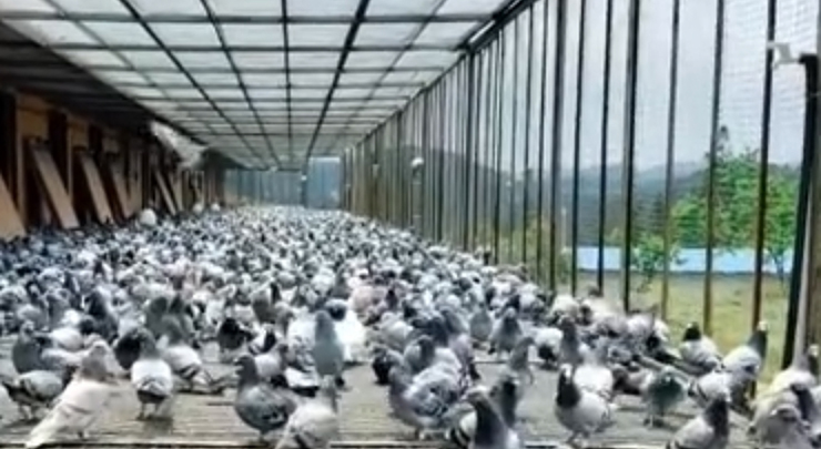 鸽子